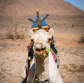 Tamekrest Tuareg Camel